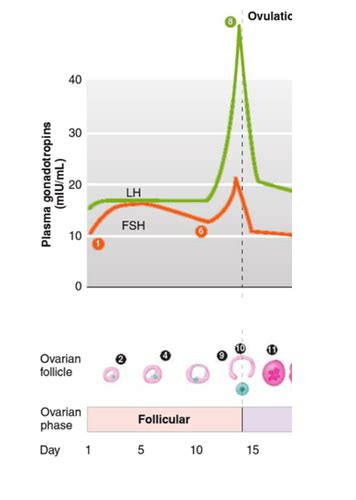 Systemic Physiology Final Exam Flashcards Quizlet