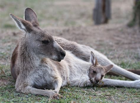 Eastern Grey Kangaroo | Mansfield Zoo