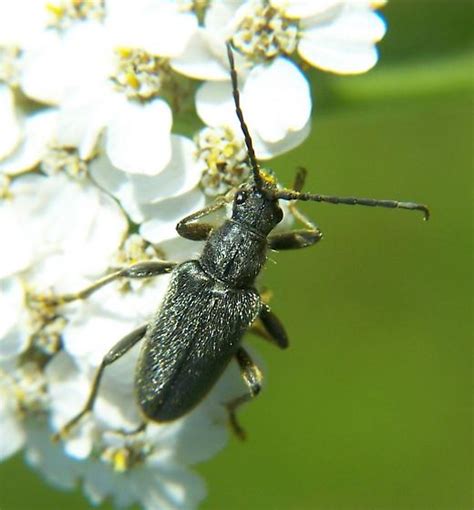 Flower Longhorn Cortodera Bugguide Net