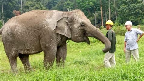 Seekor Gajah Sumatera Akan Diberangkatkan Dari Tanjabbar Ke Taman Rimba