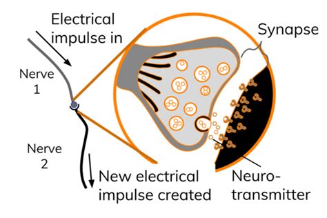 Synapses - Biology: AQA A Level