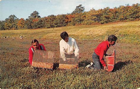 Harvesting Berries On Cape Cod Cape Cod Mass Usa Cranberry Postcard