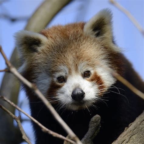 Progetto Custodi Dellarca La Coda Del Panda Rosso Parco Natura Viva