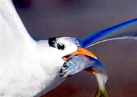 Royal Tern Ocean Treasures Memorial Library