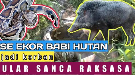 Ular Sanca Raksasa Sarapan Babi Hutan Youtube