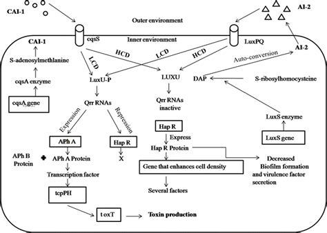 Virulence Factors Secretion In Vibrio Cholerae In Response To Download Scientific Diagram