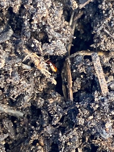 What Kind Of Bugs Are In My Compost R Composting