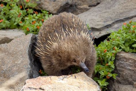 A Short Beaked Echidna, Tachyglossus Aculeatu, Also Known As the Spiny ...