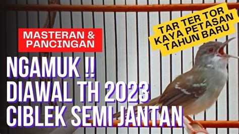 MASTERAN PANCINGAN CIBLEK SEMI JANTAN NGAMUK DIAWAL TAHUN 2023 YouTube