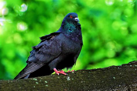 Free Images Wing Wildlife Green Beak Fauna Vertebrate Blackbird