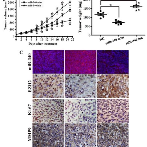 Mir 340 Suppressed Tumor Growth In An Orthotopic Breast Cancer Mouse