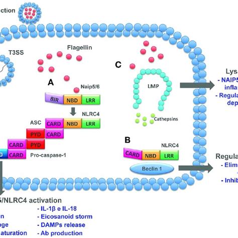 Cytosolic Pathways Induced By Flagellin Flagellin Delivered To Cell