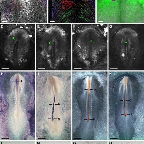 Neuromesodermal Progenitors Display The Same Modes Of Cell Division And