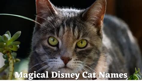 65 Magical Disney Cat Names