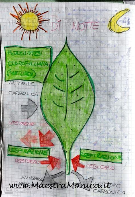 La Respirazione Delle Piante Scienze Maestramonica