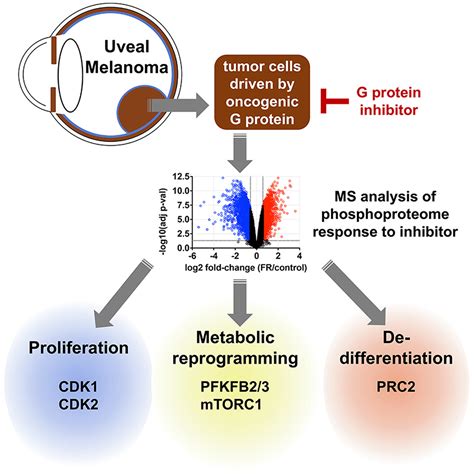 Protein Kinase Signaling Networks Driven By Oncogenic Gq In Uveal