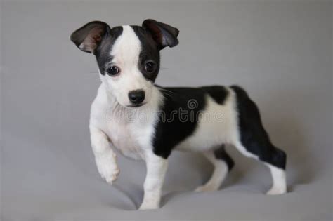 Black and White Chihuahua Puppy Standing in Studio Portrait Stock Photo ...