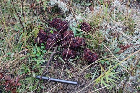 Black Bear Scat That Was One Full Bear The Black Bears At Flickr