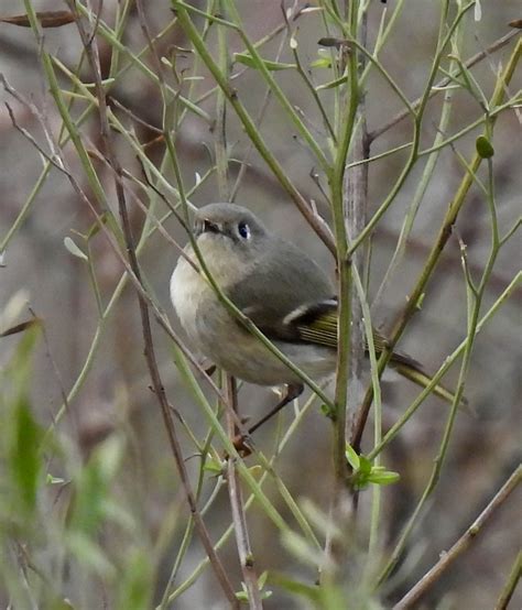 Ebird Checklist Feb Challenger Seven Memorial Park League