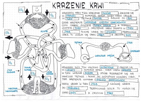 Klasa 7 Krwiobiegi sketchnotka Złoty nauczyciel