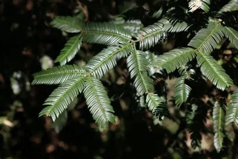 药用价值极高的濒危植物——篦子三尖杉 知乎