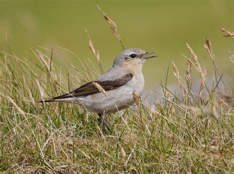 Shetland Flickr