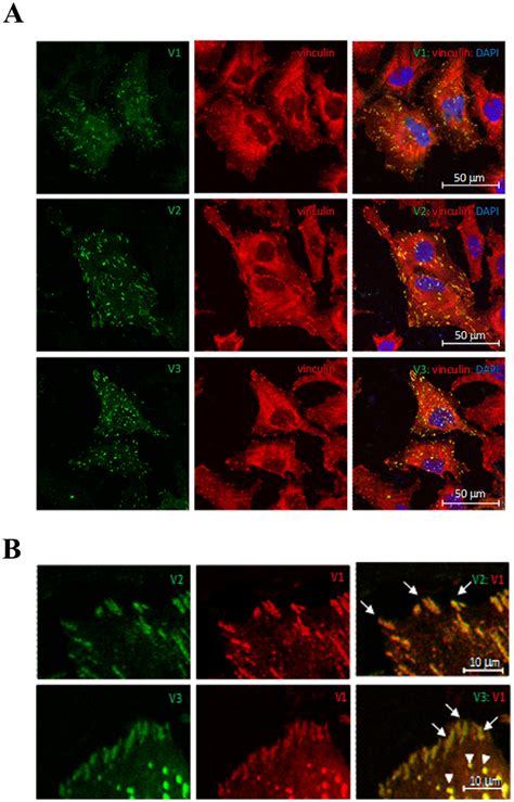 Subcellular Localization Of Tns Isoforms A Hela Cells Were