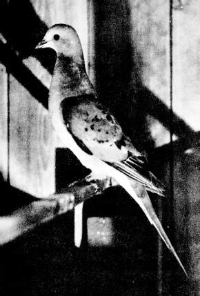 Passenger Pigeon Facts, Pictures, When & Why Did They Go Extinct