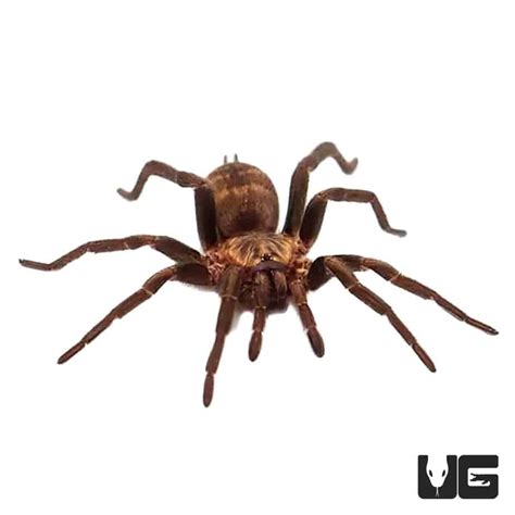 Guatemalan Tiger Rump Tarantula For Sale Underground Reptiles