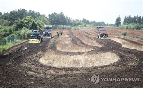 메밀밭 갈아엎는 제주 농민들 연합뉴스