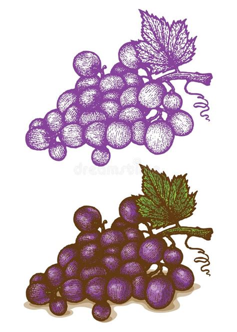 Fondo Art Stico Con Las Uvas De La Acuarela Stock De Ilustraci N