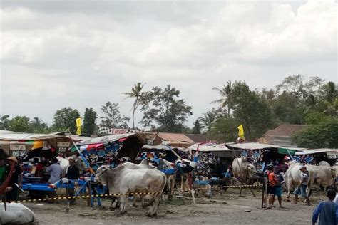 Delegasi Atf Di Sleman Akan Diajak Naik Gerobak Sapi Hingga Kunjungi