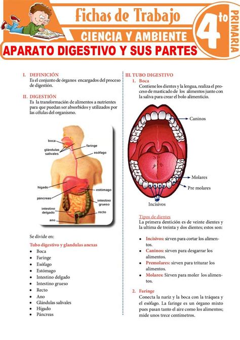 Aparato Digestivo Y Sus Partes Para Cuarto Grado De Primaria