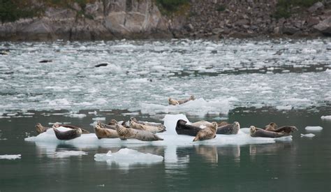 Seward Wildlife Tours: Whale Watching, Wildlife & Glacier Tours | Tours