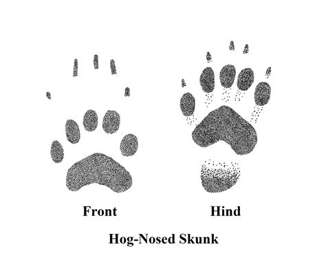 Hog-Nosed Skunk Tracks · iNaturalist