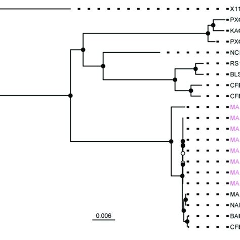 Position Of The Sequenced Malian Xoo Strains In The X Oryzae