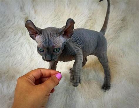 Sphynx And Elf Sphynx Kittens Available For Sale In San Marcos