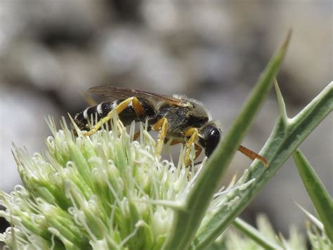 Halictus Sp Male Halictidae Sweat Bees Simon Oliver Flickr