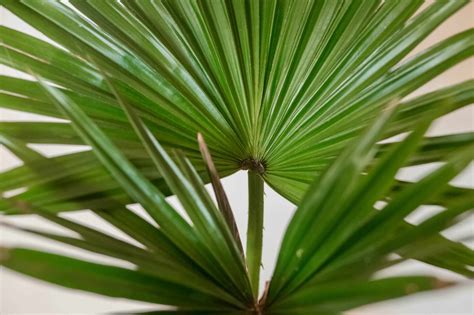 Chinese Fan Palm Fountain Palm Care Growing Guide