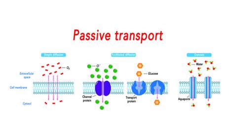 Passive Transport Osmosis