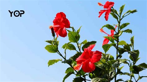 Hibiscus Planting And Caring Guide Yard Of Paradise