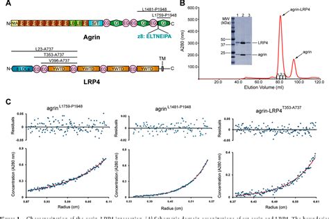 Figure From Musk Signaling Lrp Structural Basis Of Agrin