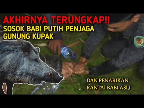 Akhirnya Terungkap Misteri Babi Putih Di Gunung Kupak Penarikan