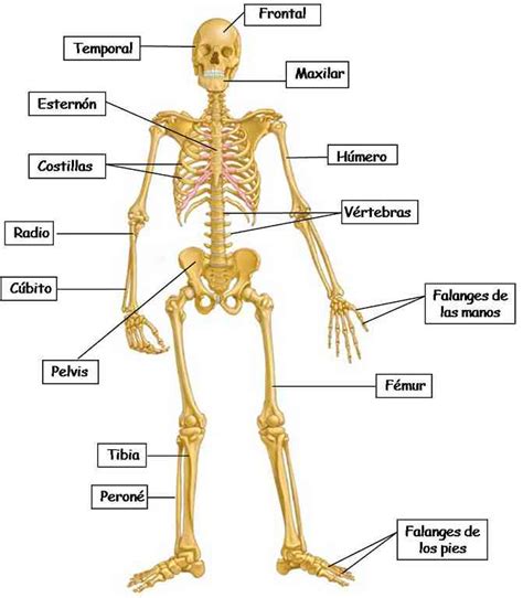 Unidad El Esqueleto Humano Note