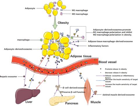 frontiers exosomes  obesity related insulin resistance