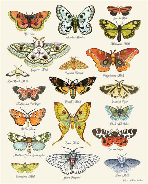 Colorful Moth Chart in Wayercolor Style Featuring Many Varieties of Moths - Etsy | Moth art ...