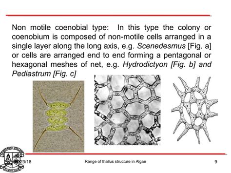 Algae thallus structure