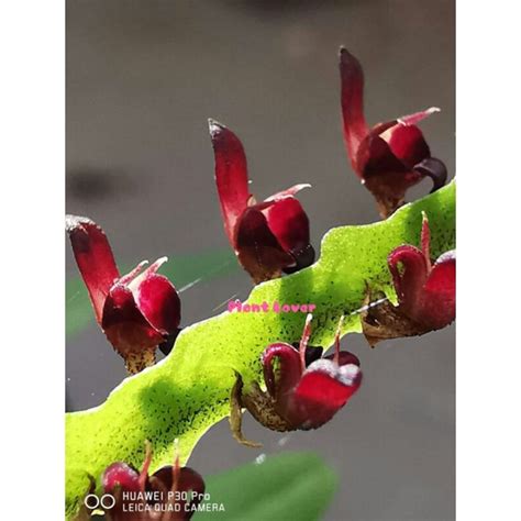 Orchid Bulbophyllum Falcatum Var Verlutinum Shopee Malaysia