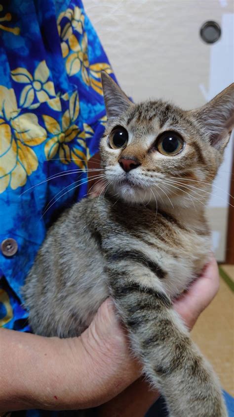 「1歳2ヶ月 キジ猫 可愛」大阪府 猫の里親募集471045 ペットのおうち【里親決定27万頭！】