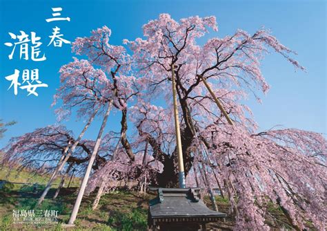 三春滝桜 Find！三春 【みはる観光協会～福島県三春町】